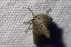 Glossonotus acuminatus