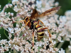 Poecilopompilus interruptus interruptus