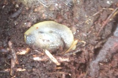 Hemphillia dromedarius