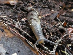 Hemphillia dromedarius