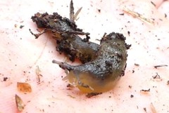 Hemphillia dromedarius