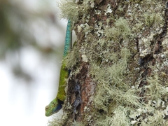 Sceloporus smaragdinus image