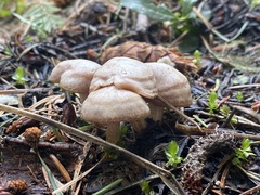 Clitocybe albirhiza