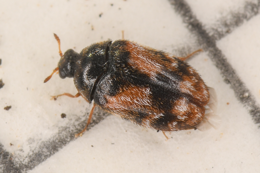 Trogoderma grassmani