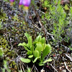 Primula pauciflora cusickii