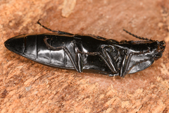 Melanactes densus