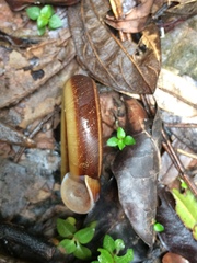 Polygyratia polygyrata