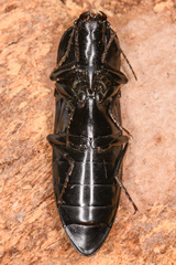 Melanactes densus
