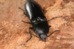 Melanactes densus