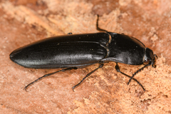Melanactes densus