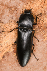 Melanactes densus