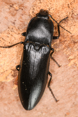 Melanactes densus