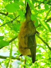 Eptesicus fuscus