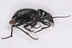 Calosoma discors