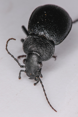 Calosoma discors