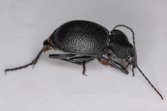 Calosoma discors