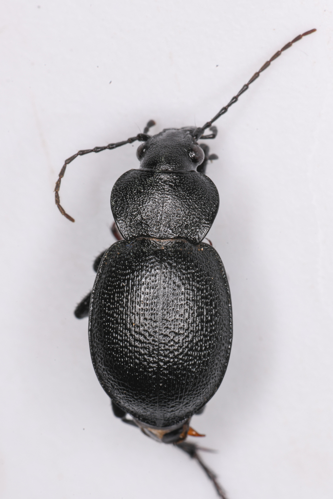 Calosoma discors
