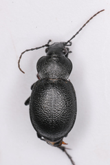 Calosoma discors