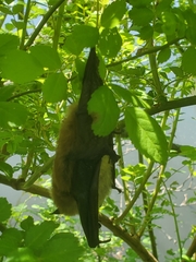Eptesicus fuscus
