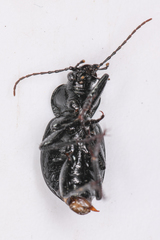 Calosoma discors
