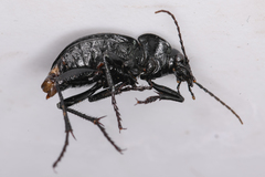 Calosoma discors