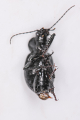 Calosoma discors