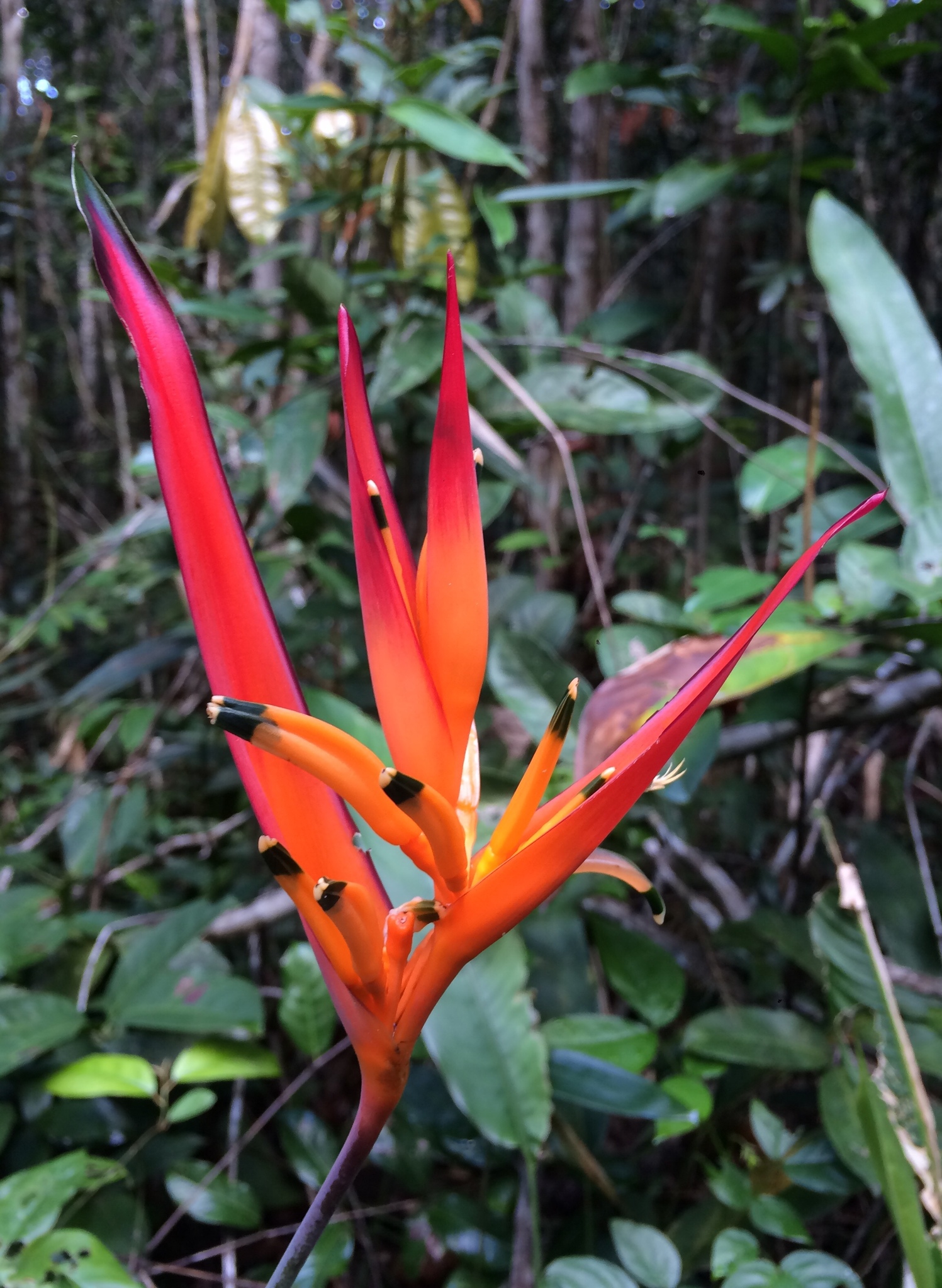 Heliconia psittacorum