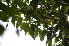 Pteruthius aenobarbus