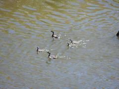 Poliocephalus rufopectus