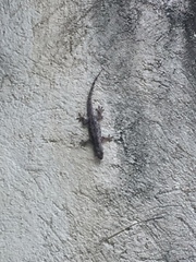 Hemidactylus platyurus