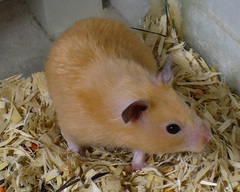 Golden Hamster photo 2