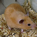 Hamster Sírio - Photo (c) TetraHydroCannabinol, alguns direitos reservados (CC BY-SA)