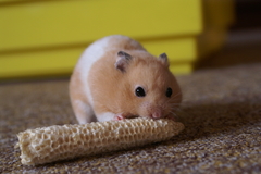 Golden Hamster photo 3