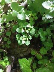 Chrysosplenium glechomifolium