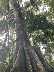 Bertholletia excelsa