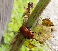 Gallerucida singularis