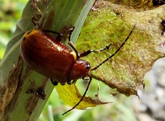 Gallerucida singularis