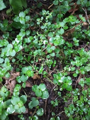 Chrysosplenium glechomifolium