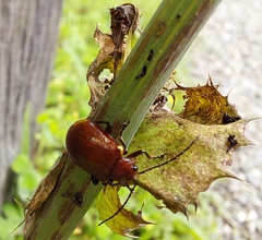 Gallerucida singularis