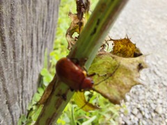 Gallerucida singularis