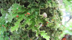 Pseudocyphellaria chloroleuca