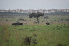 Syncerus caffer caffer