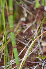 Dolomedes striatus