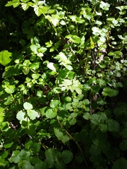 Chrysosplenium glechomifolium