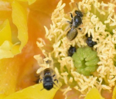 Macrotera