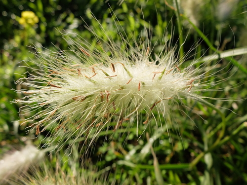 feathertop