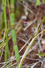 Dolomedes striatus