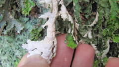 Pseudocyphellaria chloroleuca