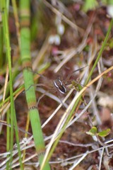 Dolomedes striatus