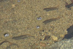 Oncorhynchus kisutch